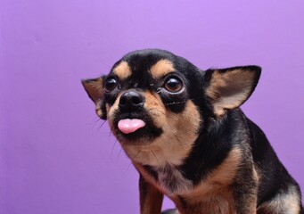 tongue out chihuahuas
