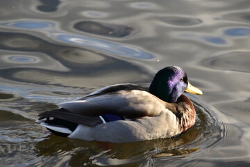 This mallard is swimming in the sea in sunny autumn day.