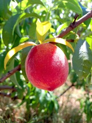 Ripe Peach on a Tree Branch
