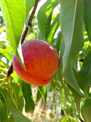 Ripe Peach on Tree with Sunlit Leaves
