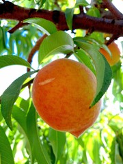 Ripe peach on tree branch in sunlight.