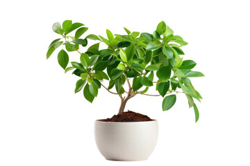 A lush, green money tree with broad, glossy leaves growing from a decorative pot, placed against a clean, white background