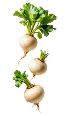 Fresh Turnip Vegetables with Green Leaves on transparent Background