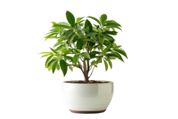 A healthy money tree in a ceramic pot with well-defined leaves and an elegant shape, standing alone on a white background.