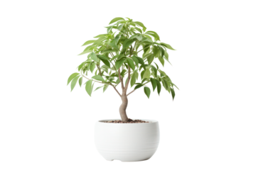 A healthy money tree in a ceramic pot with well-defined leaves and an elegant shape, standing alone on a white background.