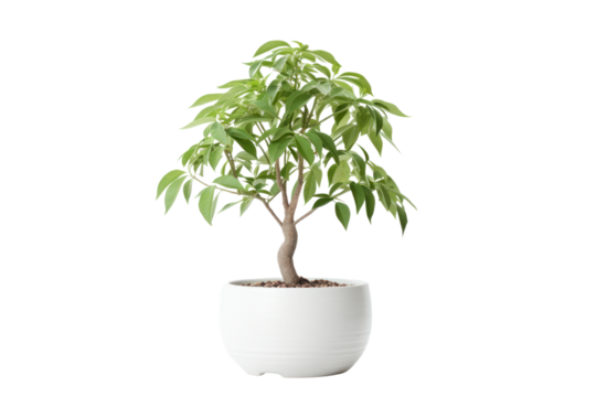 A healthy money tree in a ceramic pot with well-defined leaves and an elegant shape, standing alone on a white background.