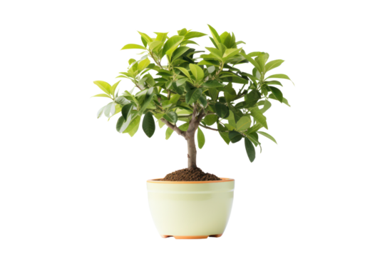 A healthy money tree in a ceramic pot with well-defined leaves and an elegant shape, standing alone on a white background.