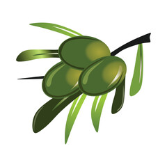 Realistic green olives, isolated olive branch with leaves.