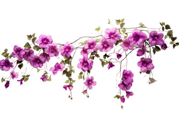 A graceful vine adorned with multiple hanging purple flowers, each in full bloom and creating a rich, textured appearance. Isolated on white background