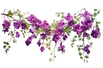 A graceful vine adorned with multiple hanging purple flowers, each in full bloom and creating a rich, textured appearance. Isolated on white background
