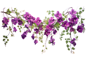 A graceful vine adorned with multiple hanging purple flowers, each in full bloom and creating a rich, textured appearance. Isolated on white background