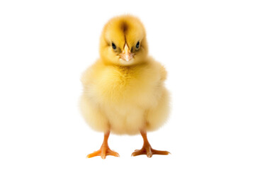 Obraz premium A fluffy yellow chick standing on a white surface, looking curiously at the camera, isolated on white background