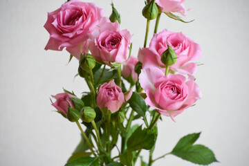 ピンクのスプレーばら