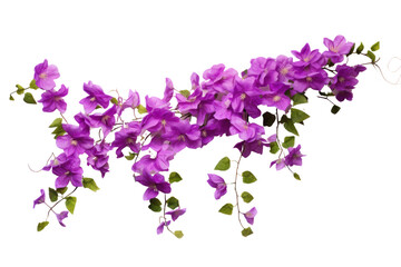 A delicate vine with cascading purple flowers hanging gracefully, showcasing a lush and vibrant bloom. Isolated on white background