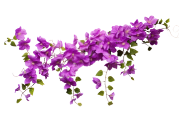 A delicate vine with cascading purple flowers hanging gracefully, showcasing a lush and vibrant bloom. Isolated on white background