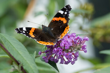 Red admiral butterfly (Vanessa Atalanta) perched on summer lilac in Zurich, Switzerland