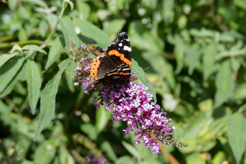 Red admiral butterfly (Vanessa Atalanta) perched on summer lilac in Zurich, Switzerland