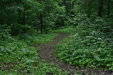 a footpath is leading to the dense and bushy forest