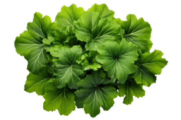 A cluster of lush green leaves with pointed corners, elegantly fanned out, emphasizing their rich color and detail isolated on white background