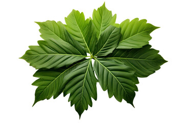 Fototapeta premium A cluster of lush green leaves with pointed corners, elegantly fanned out, emphasizing their rich color and detail isolated on white background