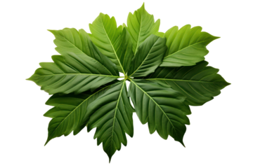 A cluster of lush green leaves with pointed corners, elegantly fanned out, emphasizing their rich color and detail isolated on white background