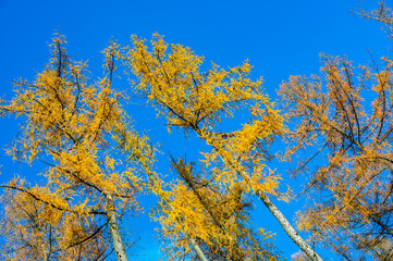 A stunning view of larch tree crowns with orange needles falling, captured from below, against the backdrop of a clear blue sky, embodying the beauty of autumn