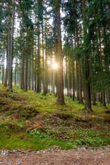 A captivating autumn forest scene with trees showcasing vibrant fall colors, and sunlight streaming through the branches, creating a magical, serene atmosphere