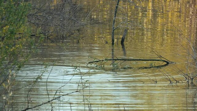 Eurasian beaver swimming in a swamp with calm ripples and a branch laying on the water surface
