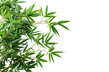 Obraz premium Lush Green Bamboo Leaves Corner Border - Transparent PNG