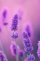 Obraz premium An enchanting close-up of lavender flowers, displaying their delicate structure and calming essence.