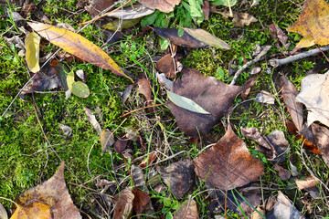 A close-up view of vibrant green moss covered with fallen autumn leaves and small twigs, showcasing the beauty of seasonal change