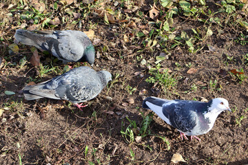 A group of pigeons, including a striking white and grey pigeon, foraging on earthy ground with scattered greenery and fallen leaves in a park setting