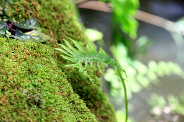 Soft green leaves with natural color background is bokeh.