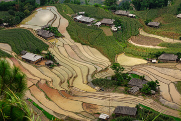 Plowing the fields for the new rice crop in Hoang Su Phi, Ha Giang, this is manual and hard work....