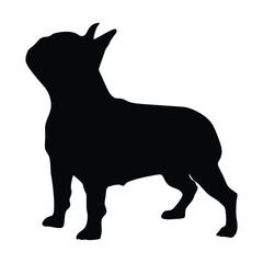 Silhouette French bulldog brown dog on a white background