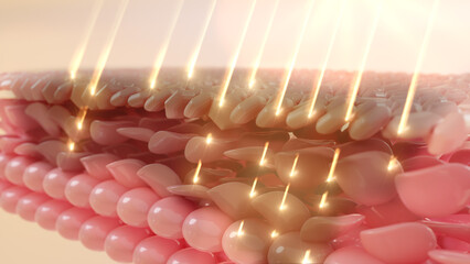 The skin layer repairs wrinkles and boosts sagging skin caused by dermal cells. Skin Repair Concept. UV light damages the skin. 3D rendering