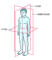 人体、基本面、前額面、矢状面、水平面 © タカボーン