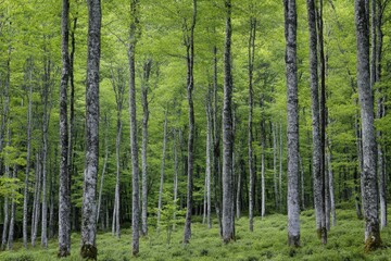 Lush green forest dominated by tall trees during a calm afternoon in early summer