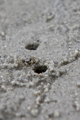 This image features a small fiddler crab or sand crab on the beach, accompanied by tiny holes and scattered sand pellets, which are characteristic of crab burrow-making on the shore.