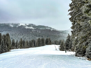 snow covered trees in the forest near the ski road in Oravská Lesná, Slovakia
