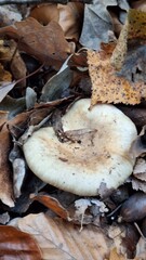 Forest mushrooms among the leaves