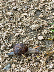 Helix pomatia