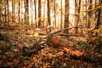 Goldiger Herbst im Wald