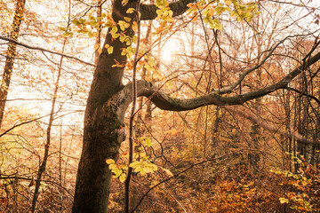 Großer alter Baum zeigt sich in seiner herbstlichen Blattfärbung