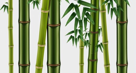 Obraz premium Bamboo Trunk on White background design