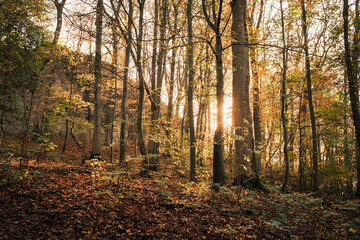 Abendsonne schein durch herbstlich gefärbten Wald