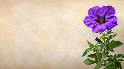 Vibrant Purple Flower Blooming in Natural Garden Environment