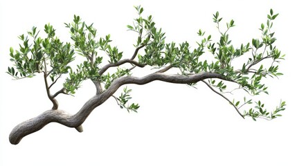 A textured olive tree branch with small green leaves, isolated perfectly on white,