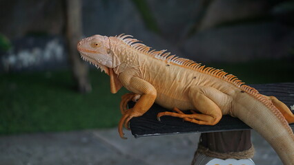 Portrait of a Green Iguana or is a species of herbivorous lizard that has a large body. It has thick skin and rows of spines along its back and tail.