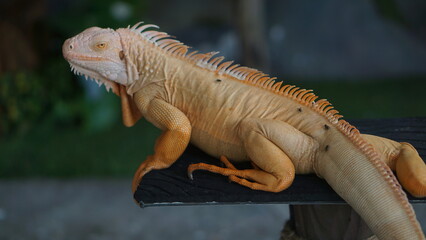 Portrait of a Green Iguana or is a species of herbivorous lizard that has a large body. It has thick skin and rows of spines along its back and tail.